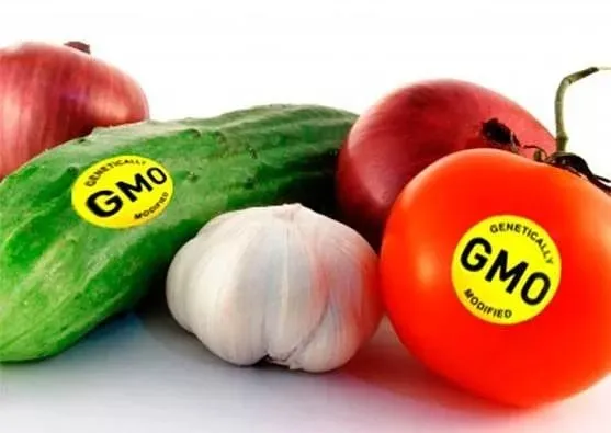 ГМО в продуктах питания и их влияние на человека.